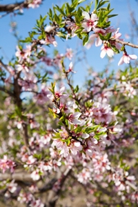 Almond 
                            tree with flowers on Murcia